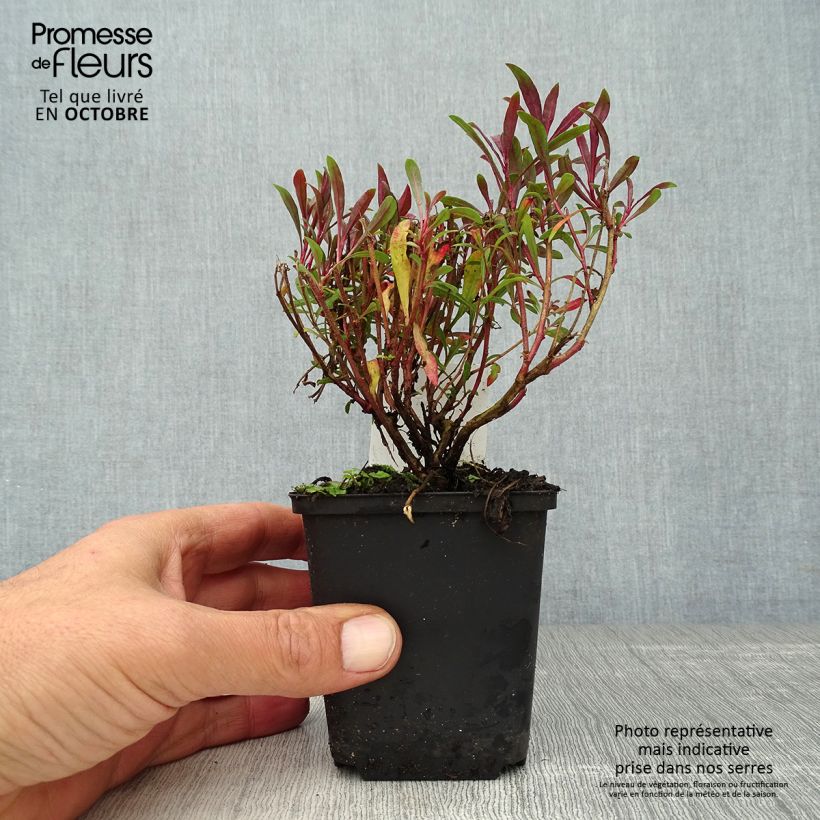 Exemplaar van Gaura lindheimeri Blaze - Prachtkaars Kweekpotje van 8/9 cm zoals geleverd in de herfst