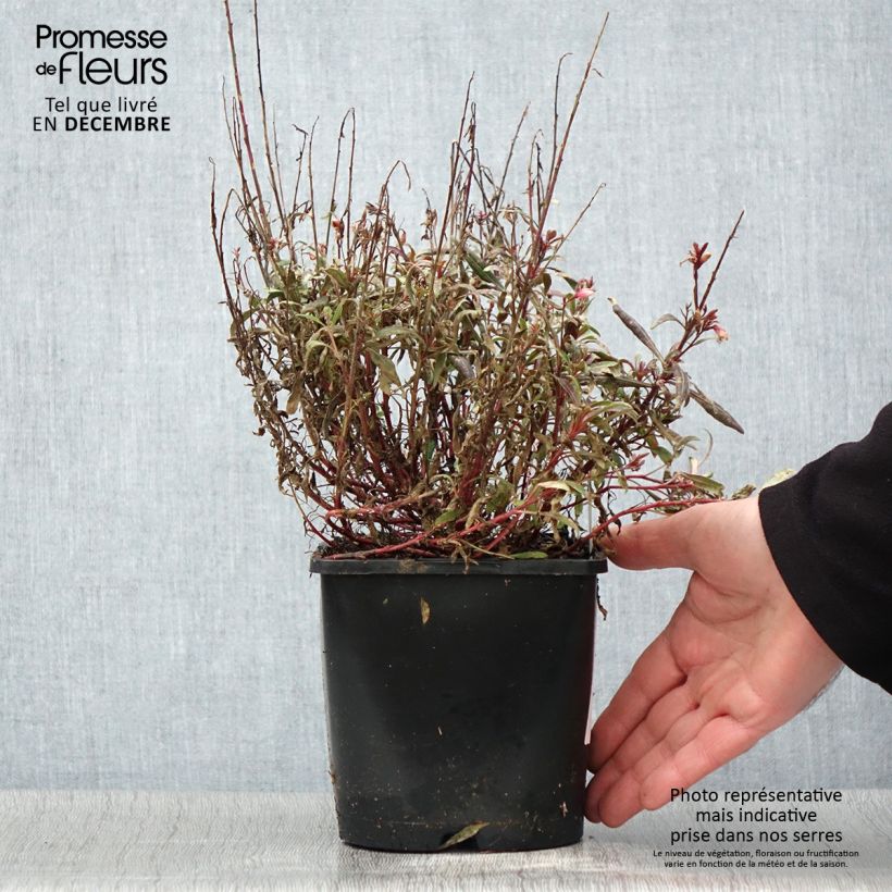 Exemplaar van Gaura lindheimeri Blaze - Prachtkaars Pot van 2 l/3 l zoals geleverd in de herfst