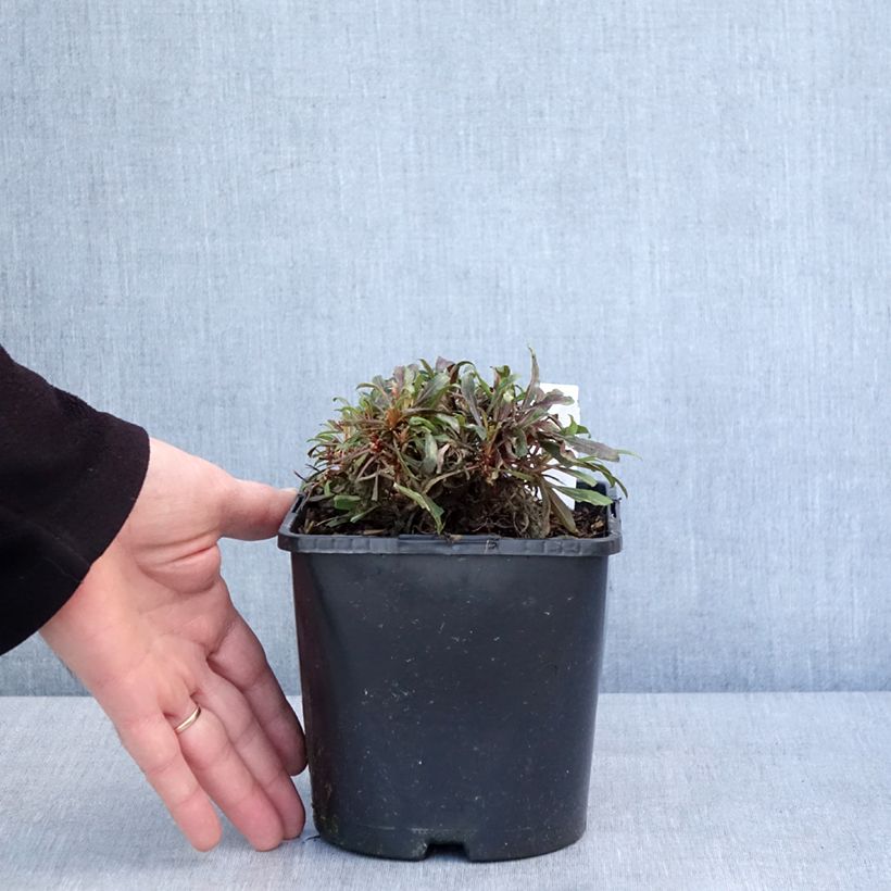 Example of Gaura lindheimeri Blaze - Prachtkaars Pot van 2 l/3 l as you get in hiver