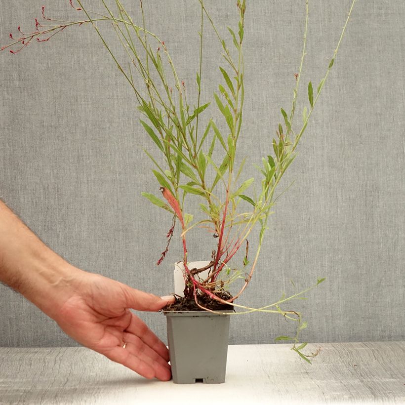 Exemplaar van Gaura lindheimeri Cherry Brandy - Prachtkaars Kweekpotje van 8/9 cm zoals geleverd in de zomer