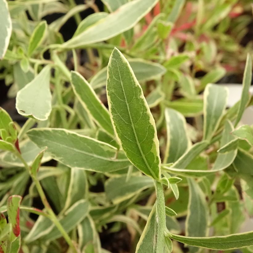 Gaura lindheimeri Freefolk Rosy - Prachtkaars (Blad)