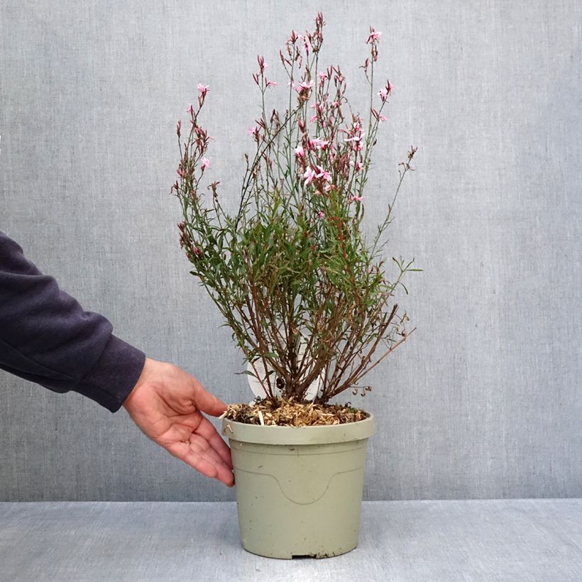 Exemplaar van Gaura lindheimeri Passionate Blush - Prachtkaars Pot van 3 l/4 l zoals geleverd in de herfst