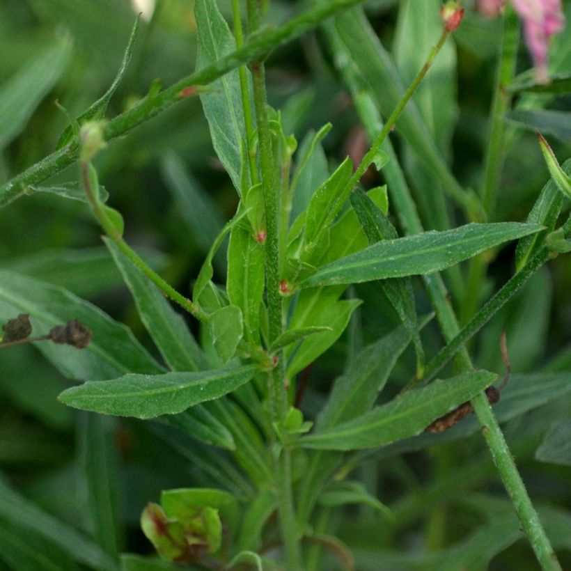 Gaura lindheimeri Rosy Jane - Prachtkaars (Foliage)