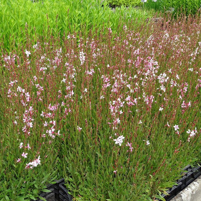 Gaura lindheimeri Siskiyou Pink - Prachtkaars (Plant habit)