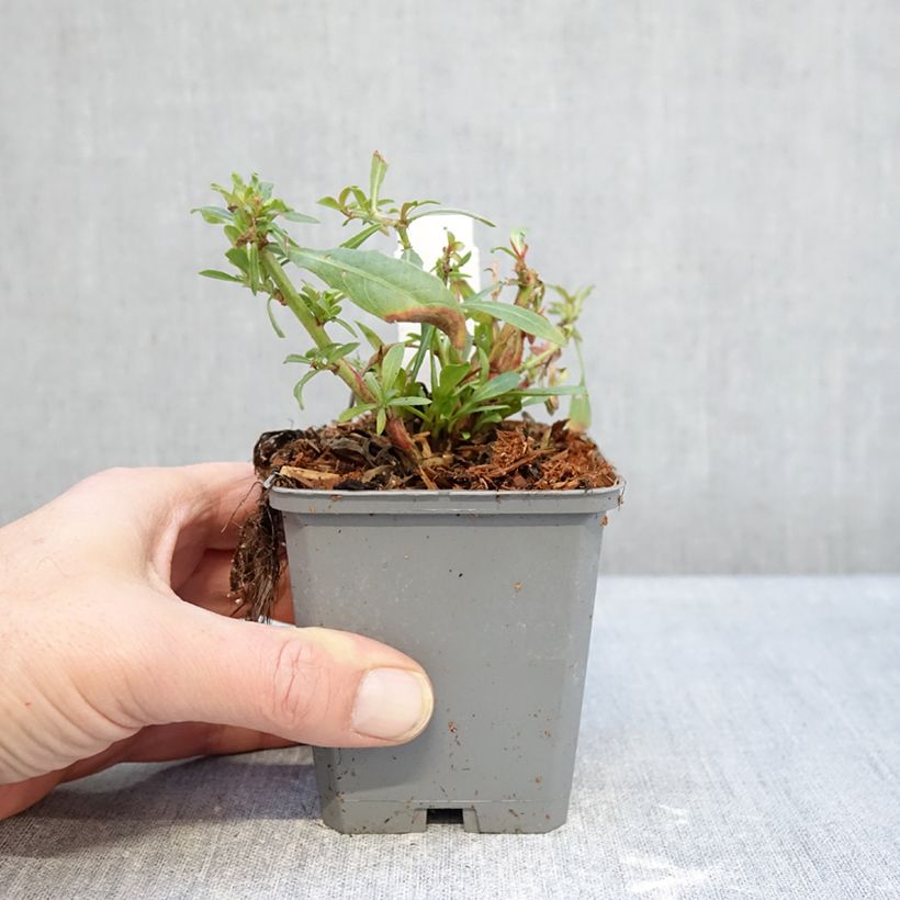 Example of Gaura lindheimeri Snowbird - Prachtkaars Kweekpotje van 8/9 cm as you get in hiver