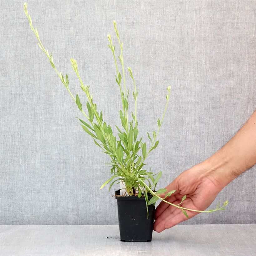 Exemplaar van Gaura lindheimeri Snowbird - Prachtkaars Kweekpotje van 8/9 cm zoals geleverd in de zomer