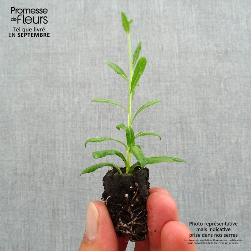 Example of Gaura lindheimeri Snowbird - Prachtkaars Mini-mot Ø 3/4 cm as you get in automne