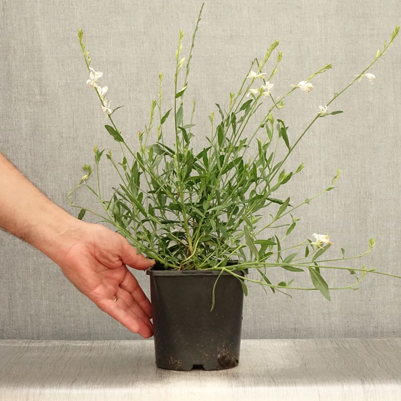 Exemplaar van Gaura lindheimeri Snowbird - Prachtkaars Pot van 2 l/3 l zoals geleverd in de zomer