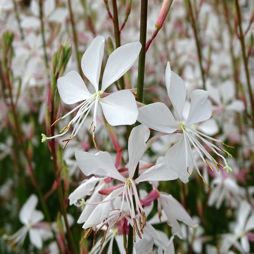 Gaura lindheimeri Snowstorm - Prachtkaars (Flowering)