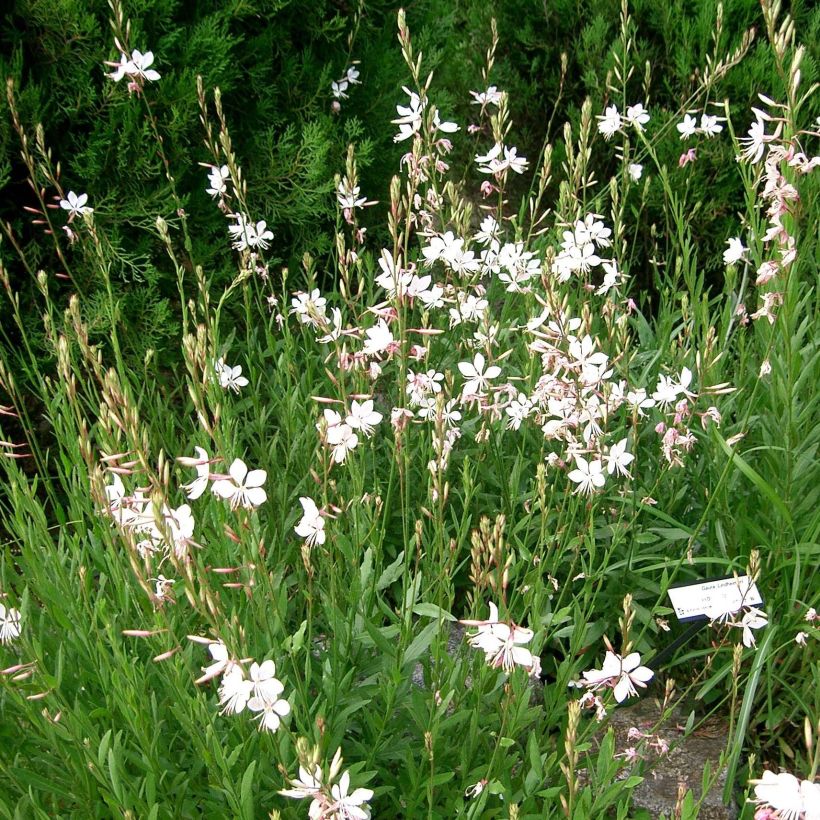 Gaura lindheimeri Summer Breeze - Prachtkaars (Plant habit)