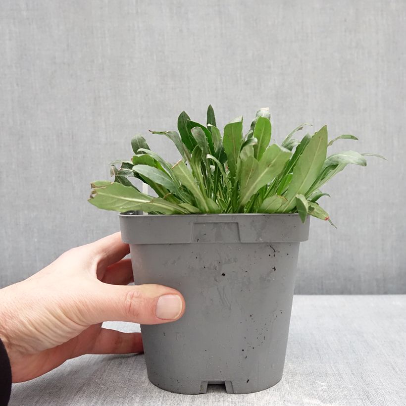 Example of Gaura lindheimeri Summer Breeze - Prachtkaars Pot van 2 l/3 l as you get in hiver