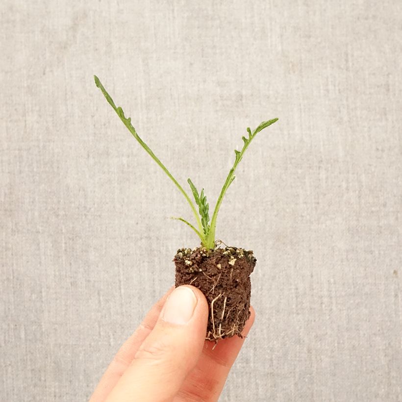 Exemplaar van Gazania Big Kiss Yellow Flame - Middaggoud Kluitplant: kluit 3,8 cm x 3,2 cm in een tray voor 16 planten zoals geleverd in de lente