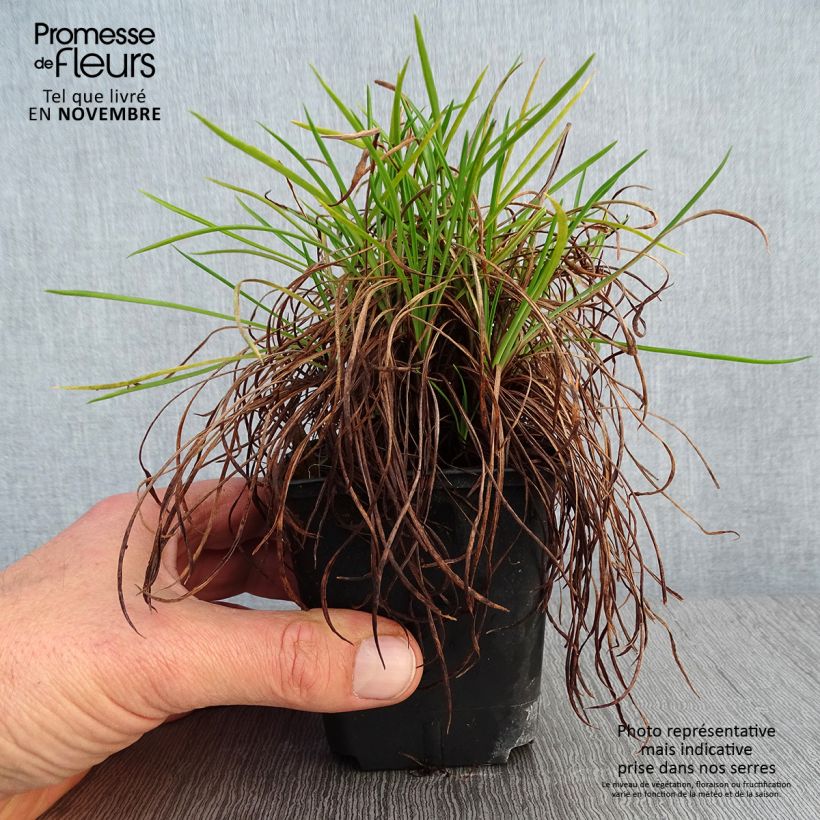 Exemplaar van Armeria Ornament - Engels gras Kweekpotje van 8/9 cm zoals geleverd in de herfst
