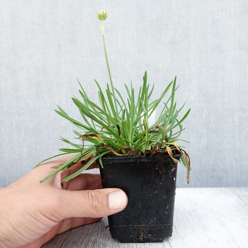 Exemplaar van Armeria Ornament - Engels gras Kweekpotje van 8/9 cm zoals geleverd in de zomer