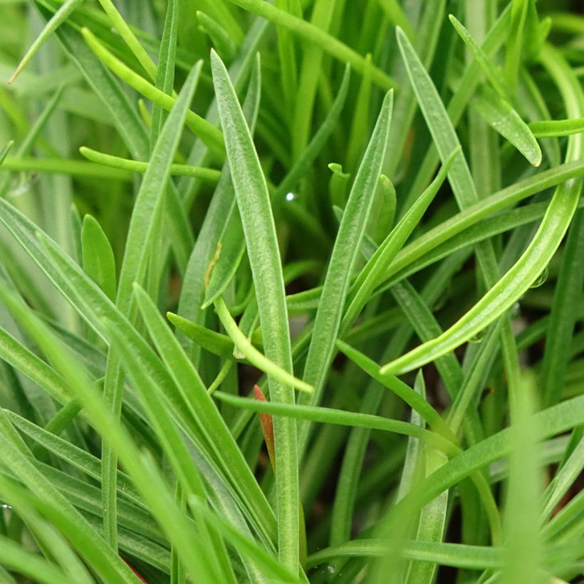 Armeria Ornament - Engels gras (Blad)