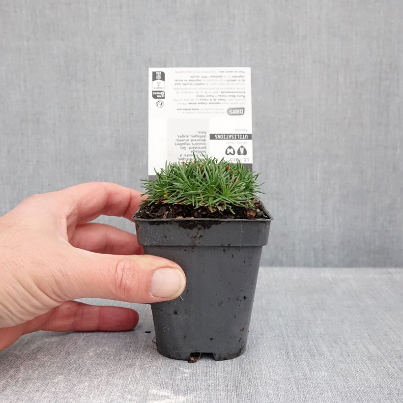 Exemplaar van Armeria juniperifolia - Engels gras Kweekpotje van 8/9 cm zoals geleverd in de herfst