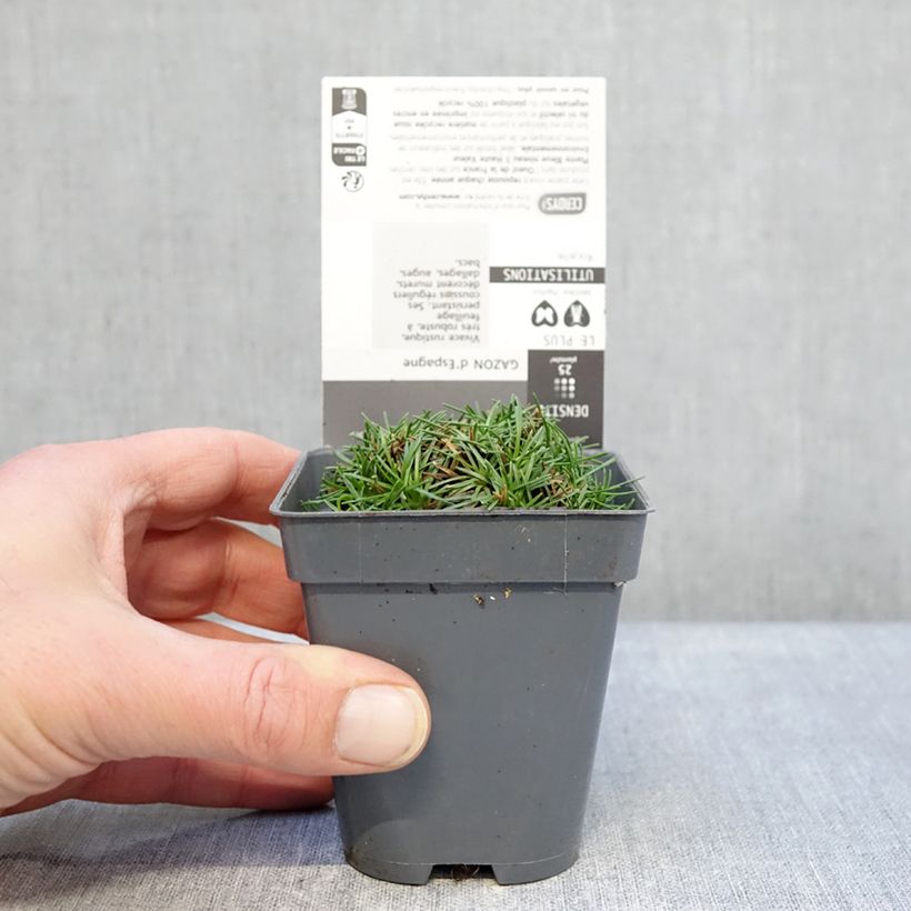 Exemplaar van Armeria juniperifolia - Engels gras Kweekpotje van 8/9 cm zoals geleverd in de winter