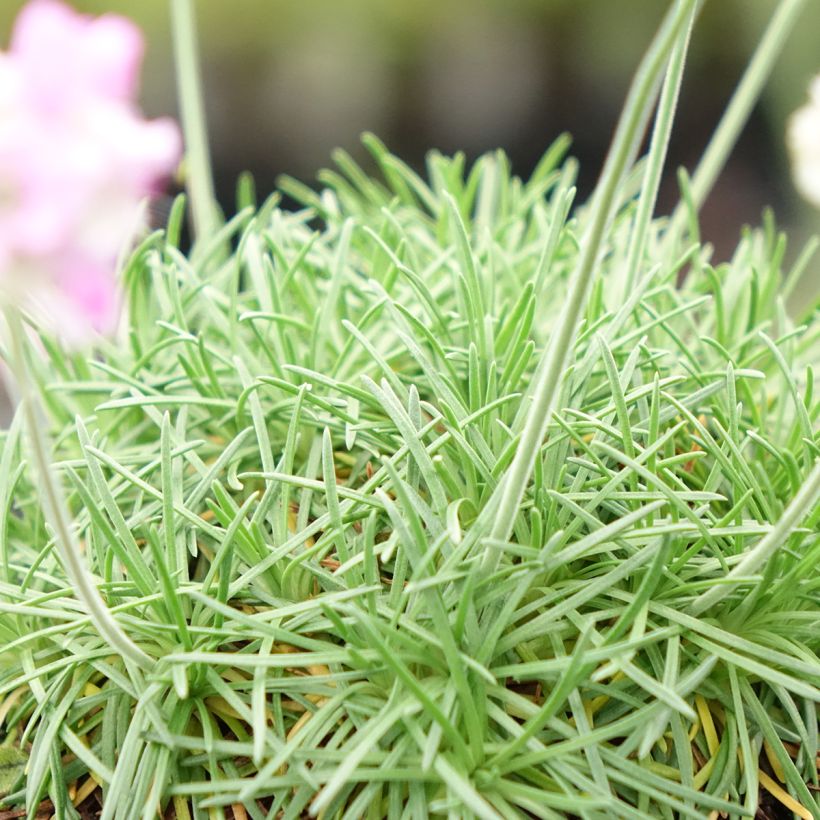 Armeria juniperifolia - Engels gras (Blad)