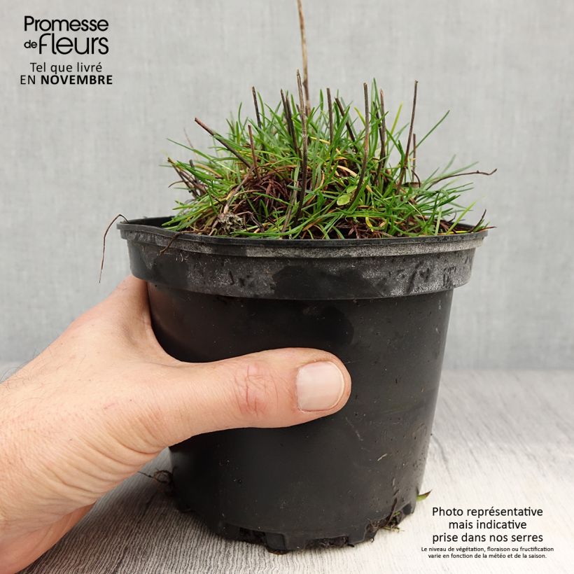Exemplaar van Armeria maritima Alba - Engels gras Pot van 2 l/3 l zoals geleverd in de herfst