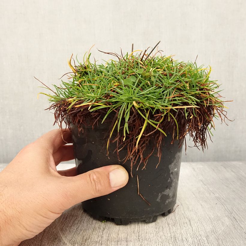 Exemplaar van Armeria maritima Alba - Engels gras Pot van 2 l/3 l zoals geleverd in de zomer