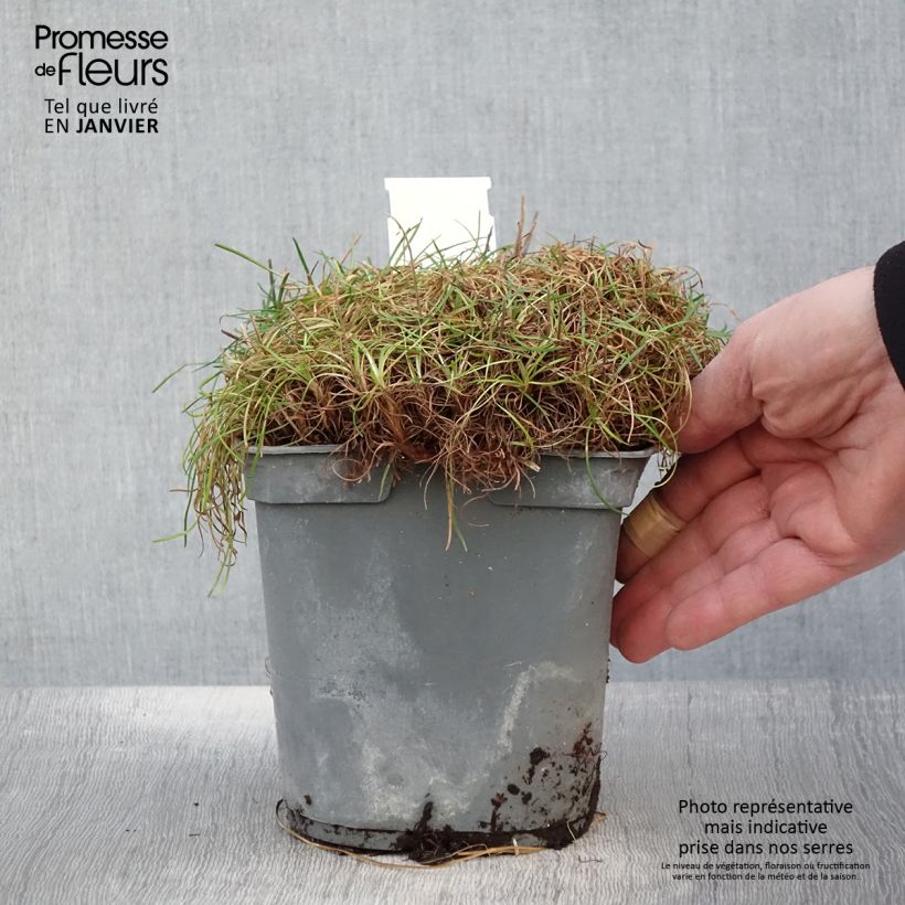 Example of Armeria maritima Alba - Engels gras Pot van 2 l/3 l as you get in hiver