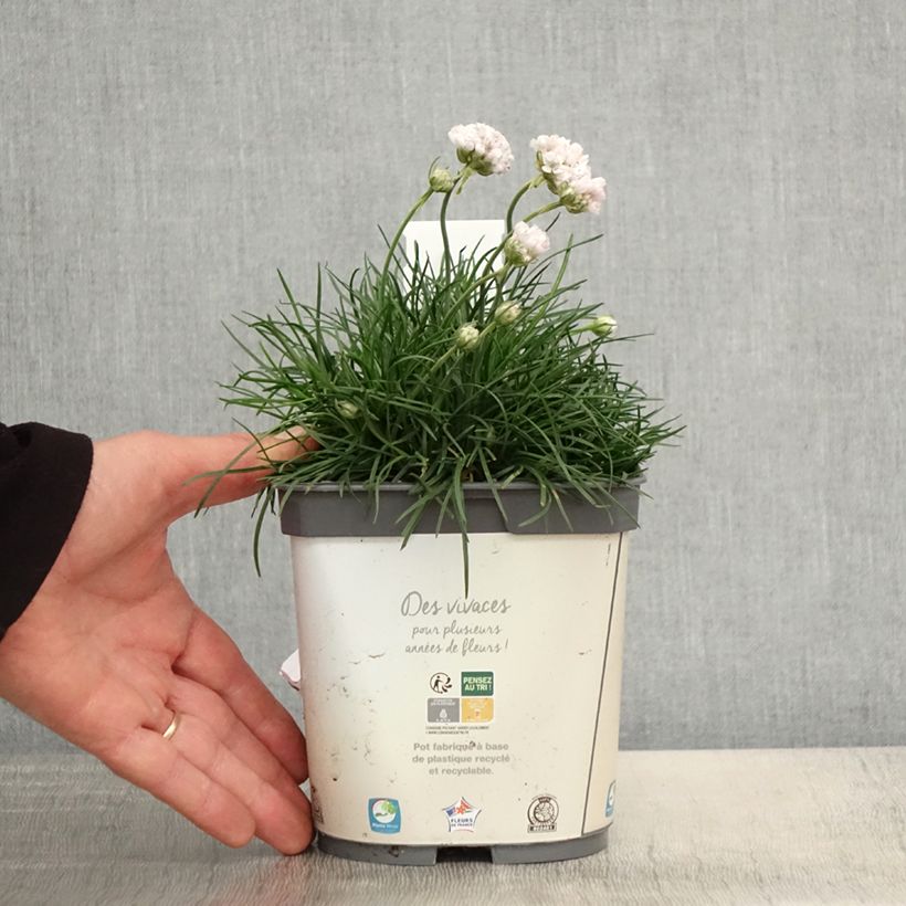 Exemplaar van Armeria maritima Alba - Engels gras Pot van 2 l/3 l zoals geleverd in de lente