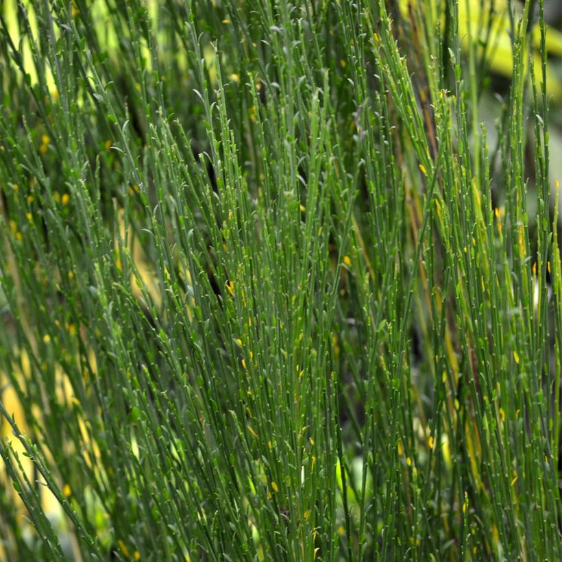 Cytisus scoparius Boskoop Ruby - Brem (Foliage)