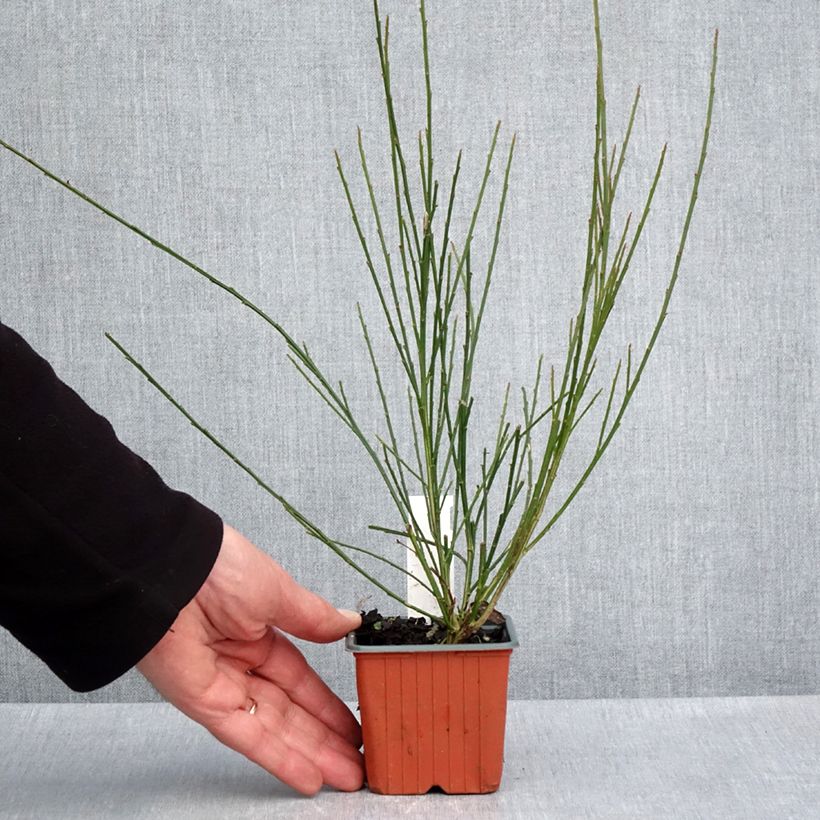 Exemplaar van Cytisus scoparius Goldfinch - Brem Kweekpotje van 8/9 cm zoals geleverd in de lente