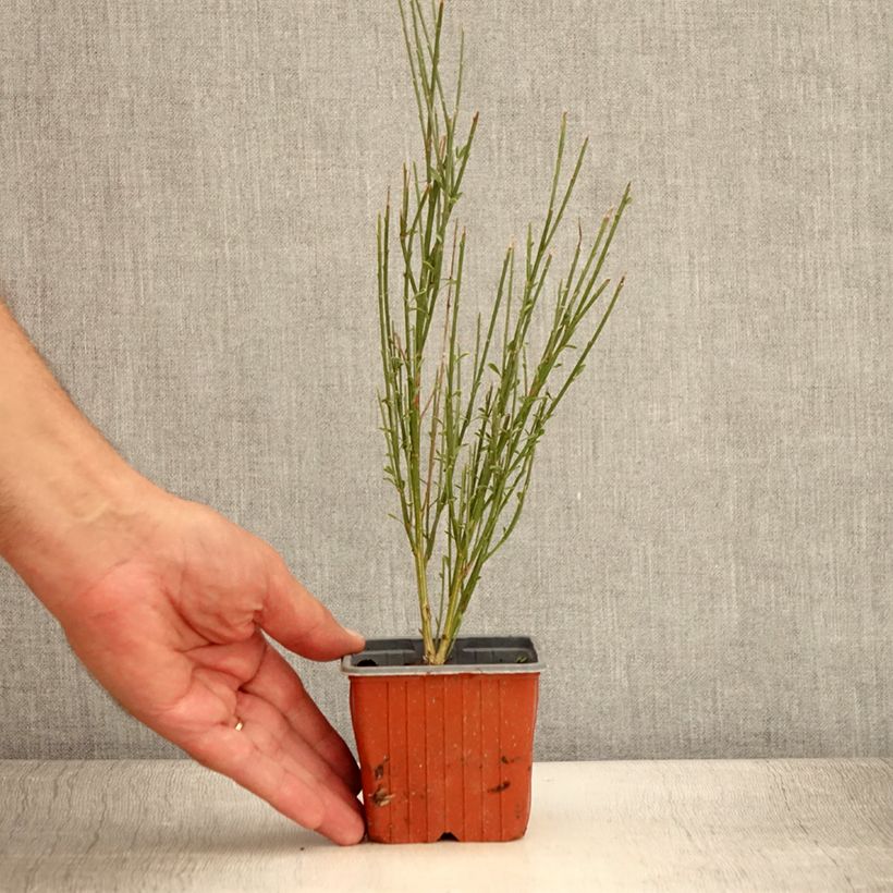 Exemplaar van Cytisus scoparius Luna - Brem Kweekpotje van 8/9 cm zoals geleverd in de zomer