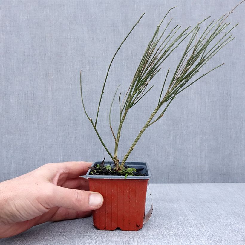Example of Cytisus scoparius Luna - Brem Kweekpotje van 8/9 cm as you get in hiver