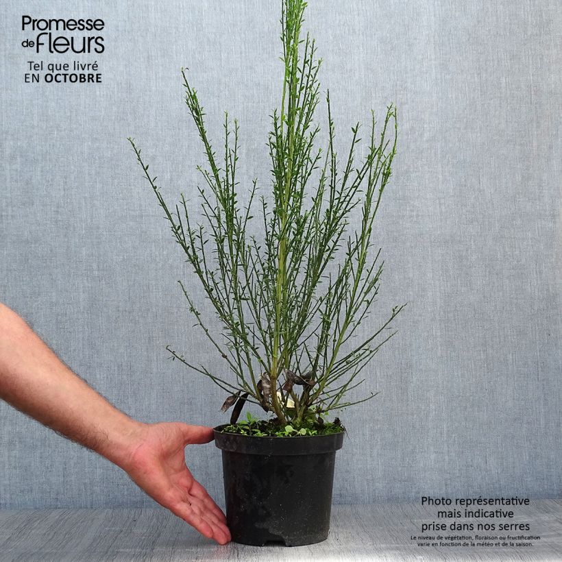 Exemplaar van Cytisus scoparius Luna - Brem Pot van 2 l/3 l zoals geleverd in de herfst