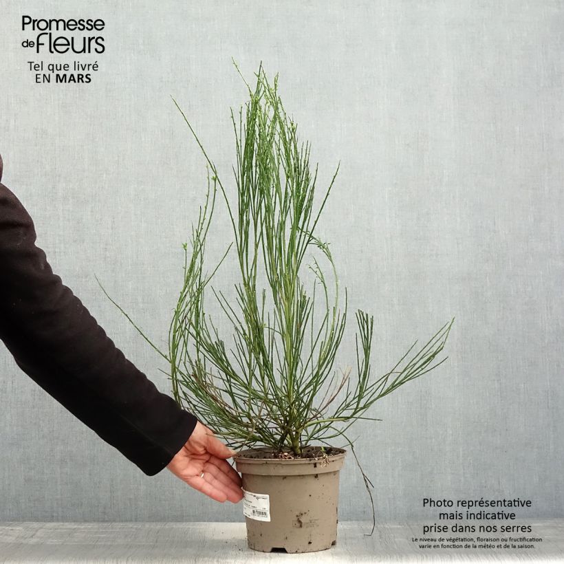 Exemplaar van Cytisus scoparius Vanesse - Brem Pot van 2 l/3 l zoals geleverd in de lente