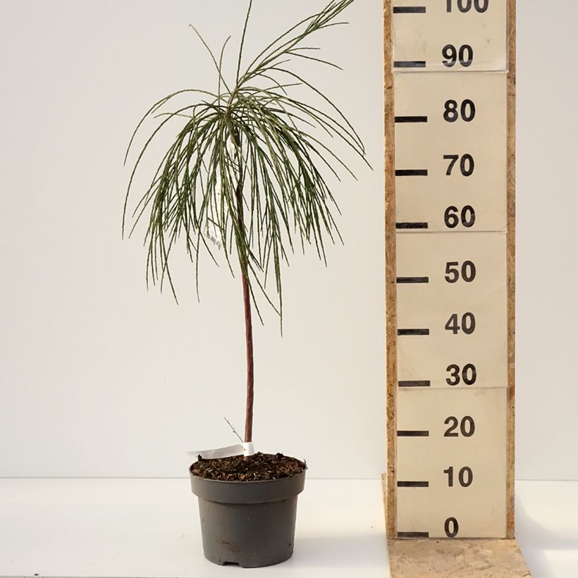 Example of Genêt à balais sur tige - Cytisus scoparius Golden Tears Pot van 4 l/5 l as you get in hiver