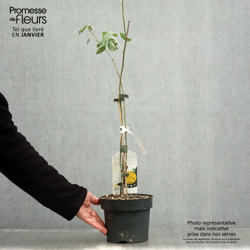 Example of Cytisus battandieri - Marokkaanse boombrem Pot van 3 l/4 l as you get in hiver