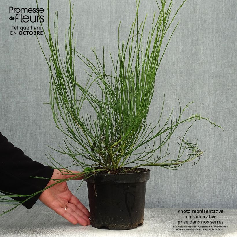 Exemplaar van Cytisus scoparius Golden Sunlight - Brem Pot van 2 l/3 l zoals geleverd in de herfst