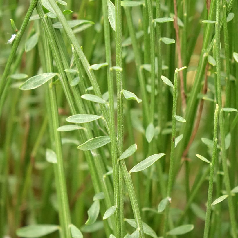 Cytisus praecox Hollandia - Brem (Blad)