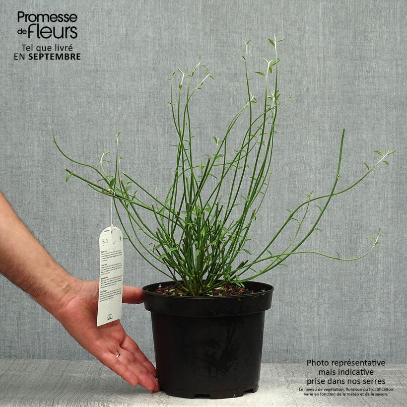 Exemplaar van Spartium junceum - Bezemstruik Pot van 2 l/3 l zoals geleverd in de herfst