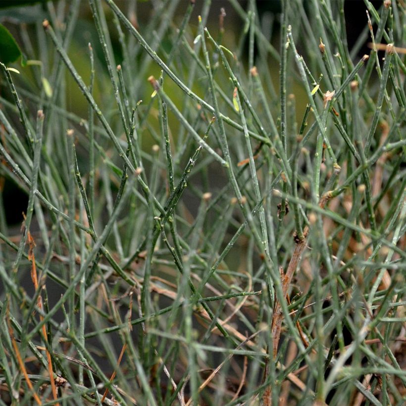 Genista lydia - Heidebrem (Foliage)