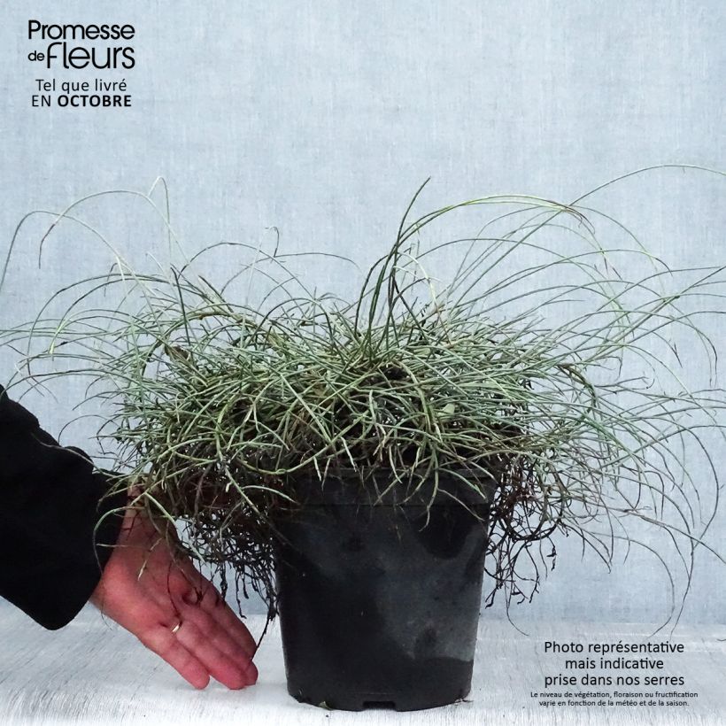 Exemplaar van Genista lydia - Heidebrem Pot van 3 l/4 l zoals geleverd in de herfst