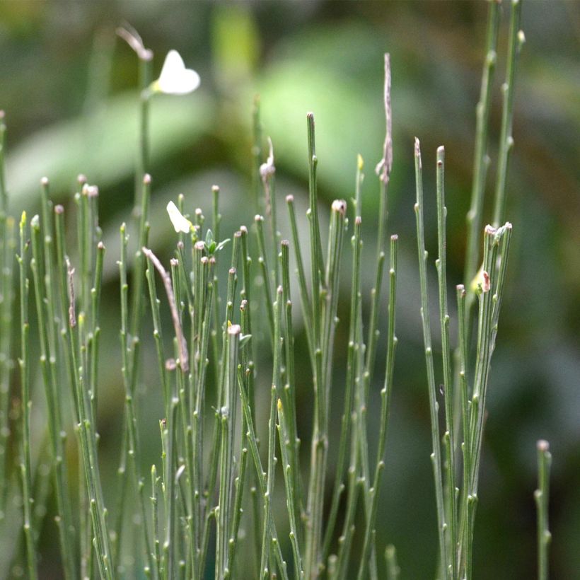 Cytisus praecox Wit - Brem (Foliage)