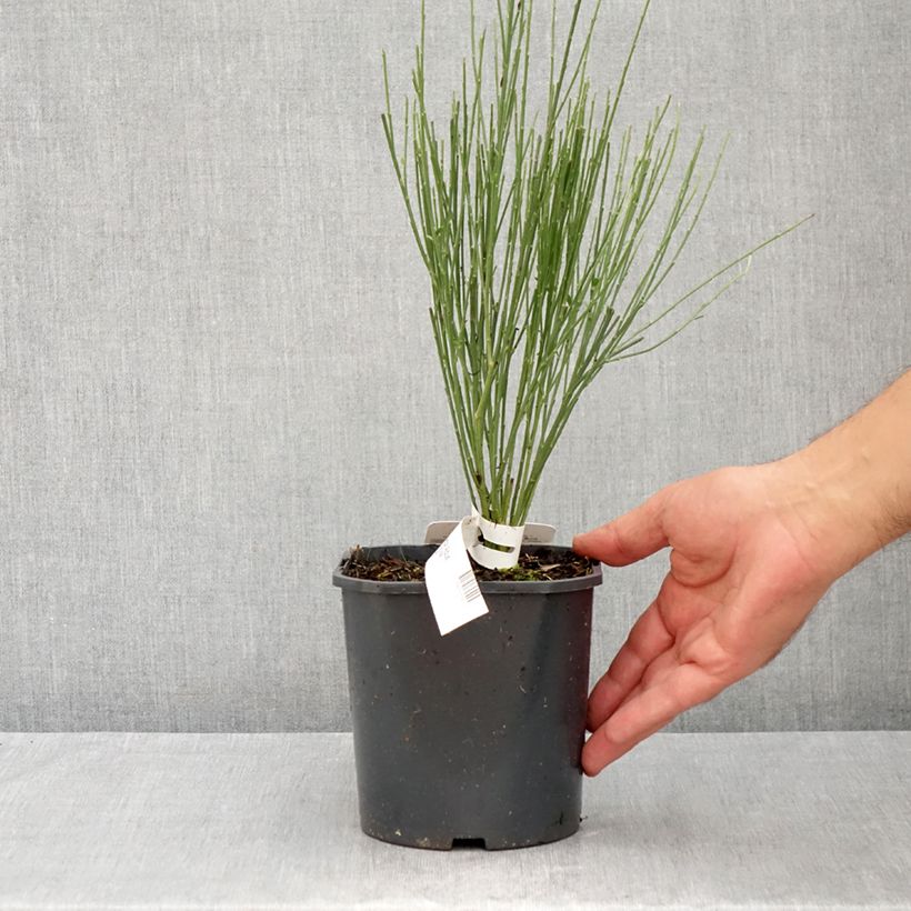 Exemplaar van Cytisus praecox Wit - Brem Pot van 2 l/3 l zoals geleverd in de zomer
