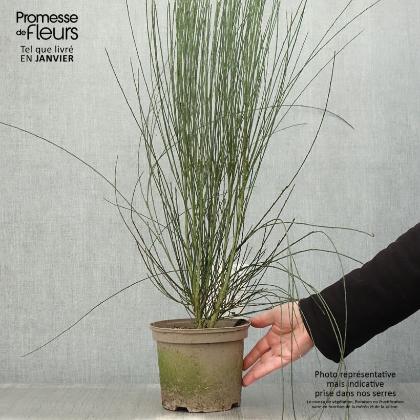 Example of Genêt précoce - Cytisus praecox Albus Pot van 2 l/3 l as you get in hiver