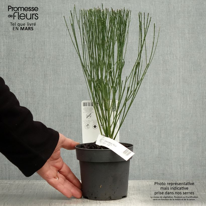 Exemplaar van Cytisus praecox Wit - Brem Pot van 2 l/3 l zoals geleverd in de lente