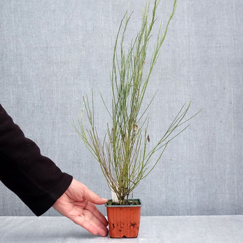 Exemplaar van Cytisus praecox Allgold - Brem Kweekpotje van 8/9 cm zoals geleverd in de herfst