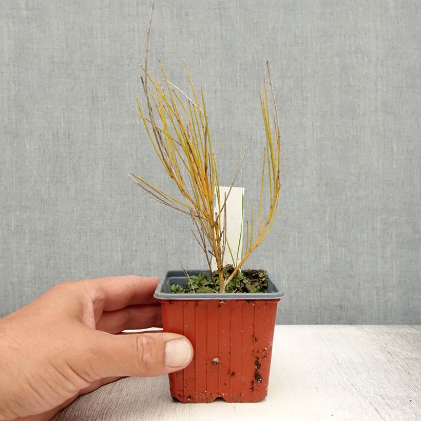 Exemplaar van Cytisus praecox Allgold - Brem Kweekpotje van 8/9 cm zoals geleverd in de zomer