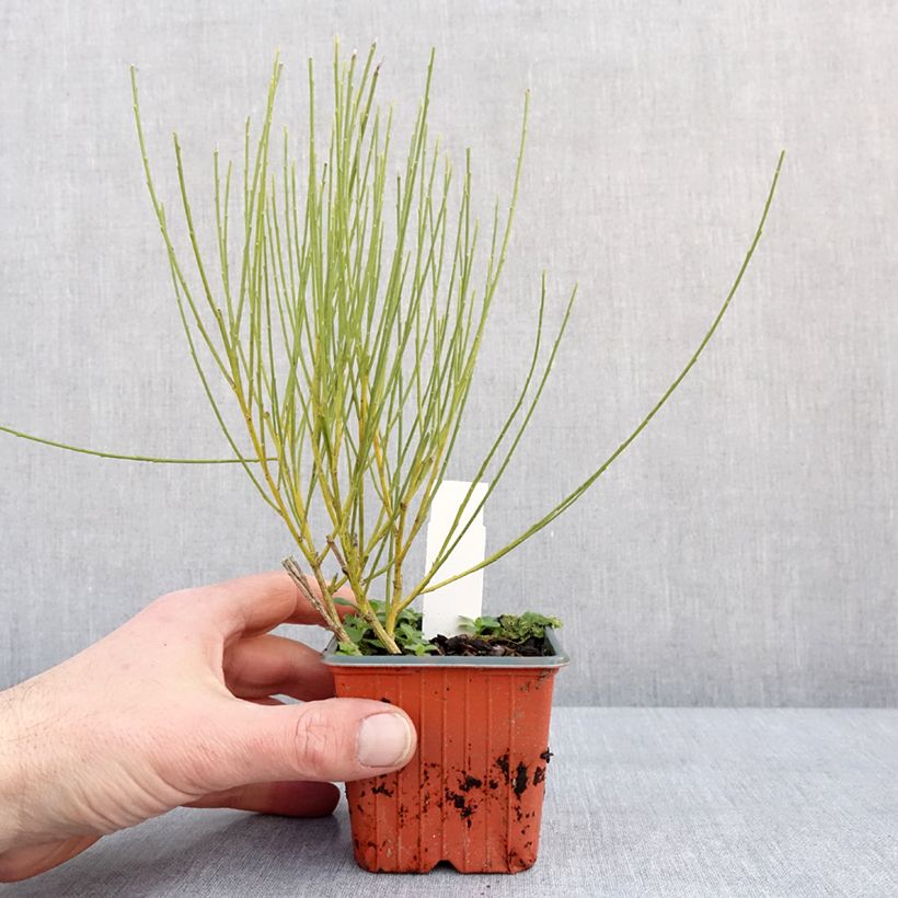 Example of Genêt précoce - Cytisus praecox Allgold Kweekpotje van 8/9 cm as you get in hiver