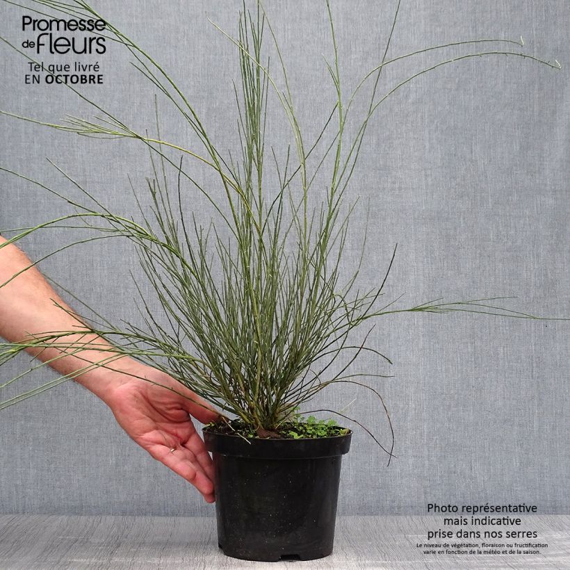 Exemplaar van Cytisus praecox Allgold - Brem Pot van 2 l/3 l zoals geleverd in de herfst