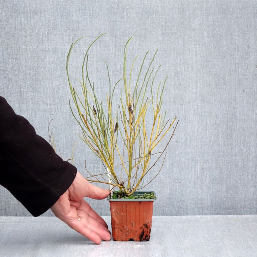 Exemplaar van Cytisus praecox - Brem Kweekpotje van 8/9 cm zoals geleverd in de herfst