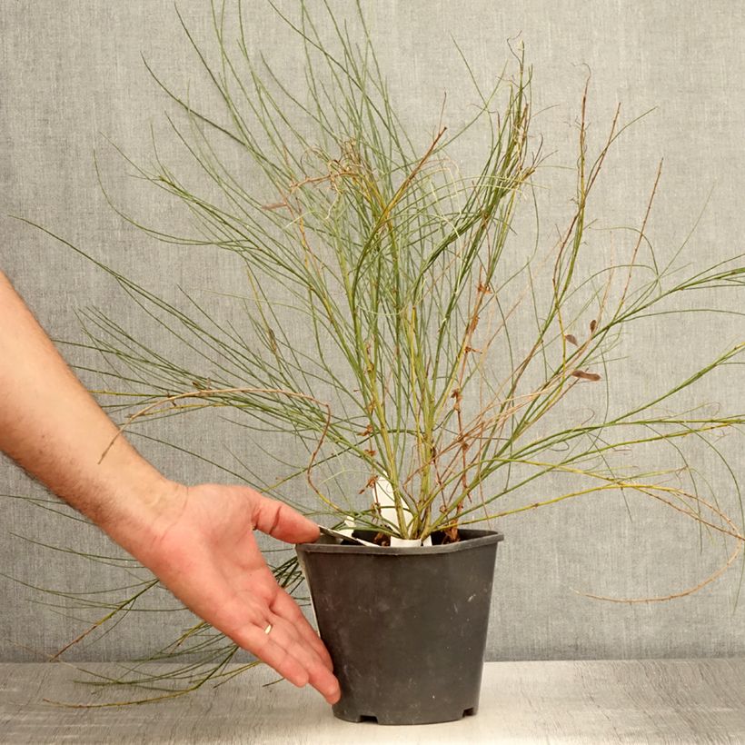 Exemplaar van Cytisus praecox - Brem Pot van 2 l/3 l zoals geleverd in de zomer