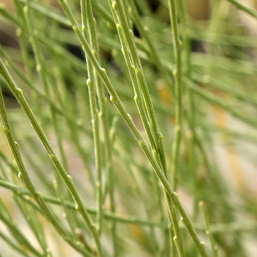 Cytisus praecox - Brem (Blad)